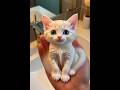 This kitten fits in your hand 🥺 #kitten #adorable