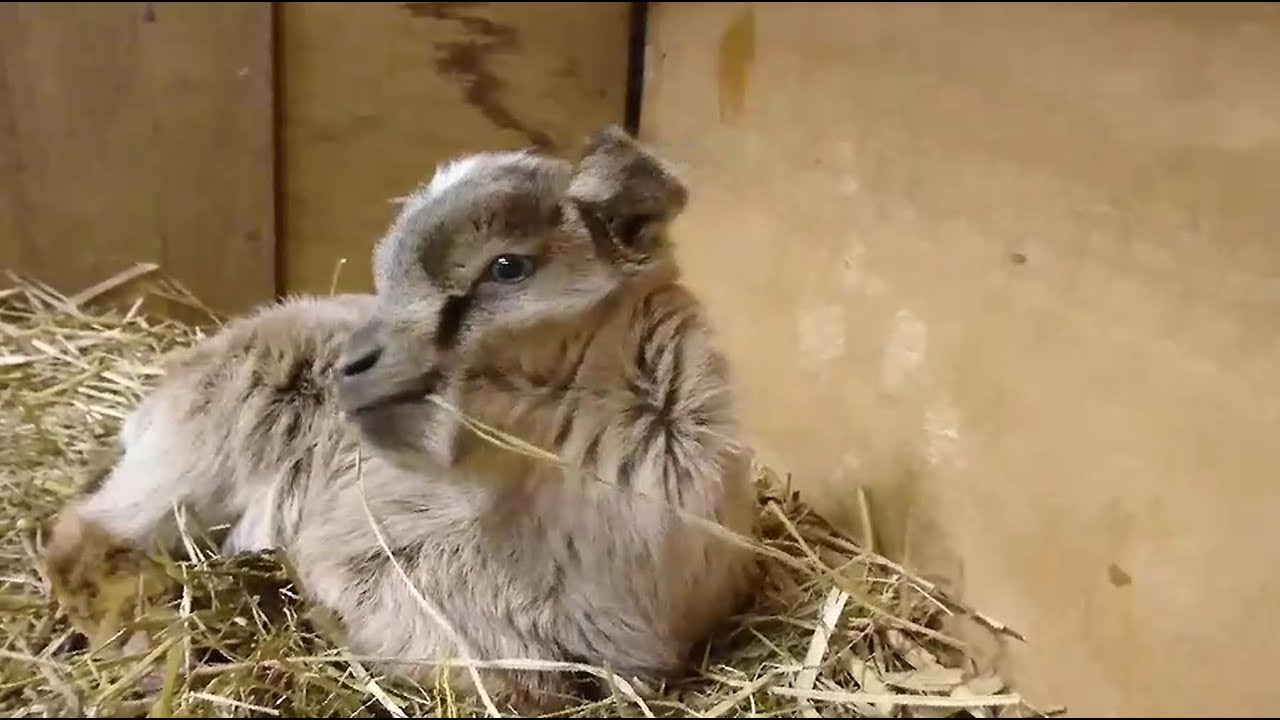 生後7日目 お母さんの真似してもぐもぐもぐ 赤ちゃんヤギ Baby Goat 19年3月15日 吉懸牧場 Youtube 生後7日目 お母さんの真似してもぐもぐもぐ 赤ちゃんヤギ Baby Goat 19年3月15日 吉懸牧場 Youtube