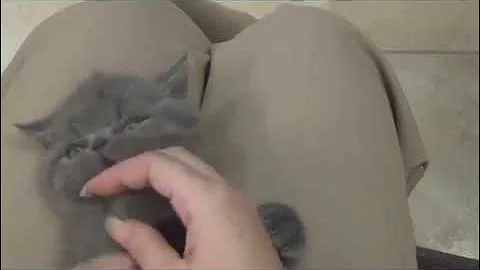 Watch the video about Blue Exotic Shorthair