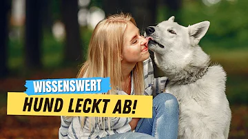 Warum leckt der Hund den Menschen ab?