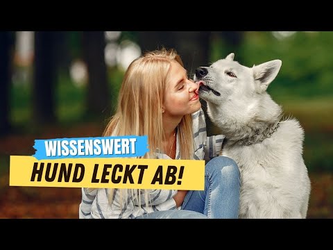 Video: Warum leckt mein Hund so viel?