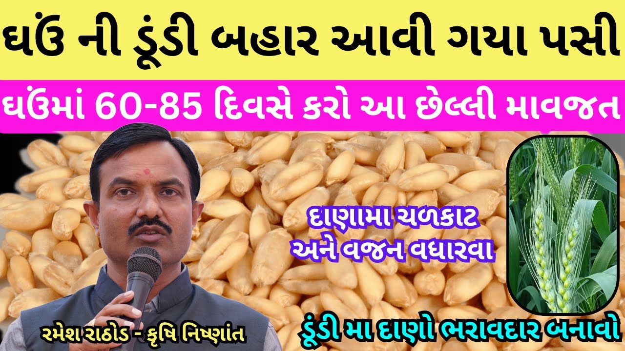 ઘઉંમાં 60-85 દિવસે કઇ માવજત | ઘઉં ની ડૂંડી મા દાણો ભરાવદાર અને વજનદાર કરવા | બજારવભાવ મેળવવા | Wheat