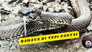 ULAR BERBAHAYA YANG ADA DI PESISIR PANTAI