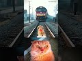 Train Accident 😺 #cat #bombastic #popular #shorts