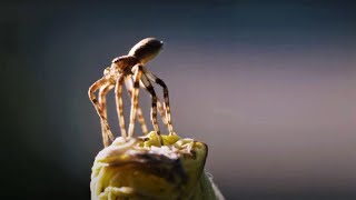 Flying Spiders! | Animal Einsteins | BBC Earth screenshot 4