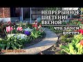 Какие цветы и в каком порядке я сажаю для беспрерывного цветения весной