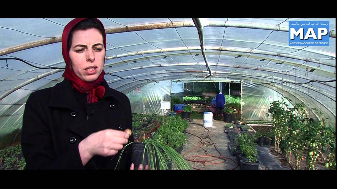 انتاج الزعفران بضواحي تطوان