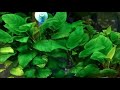 ANUBIAS - bardzo dekoracyjna i odporna roślina akwariowa