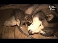 Kitten's Grandma Is An Alaskan Malamute? | Kritter Klub