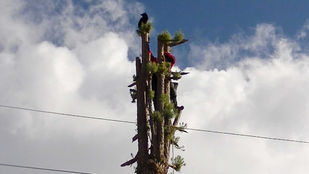 Cat Rescues Itself From Top Of Tree YouTube