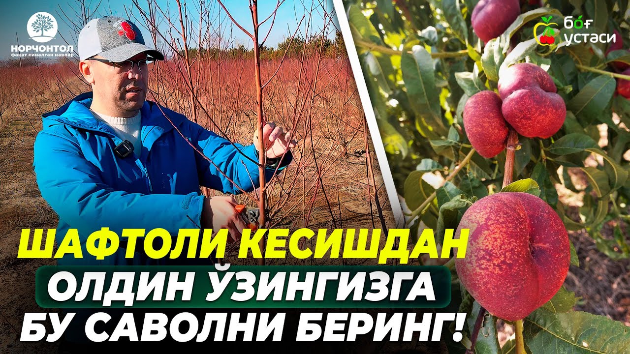 БУ ЙИЛ ШАФТОЛИДА НЕЧА ТОННА ҲОСИЛ ОЛАМАН? | ШУҲРАТ АБРОРОВ #shuhratabrorov #kesish #shaftoli #shakl