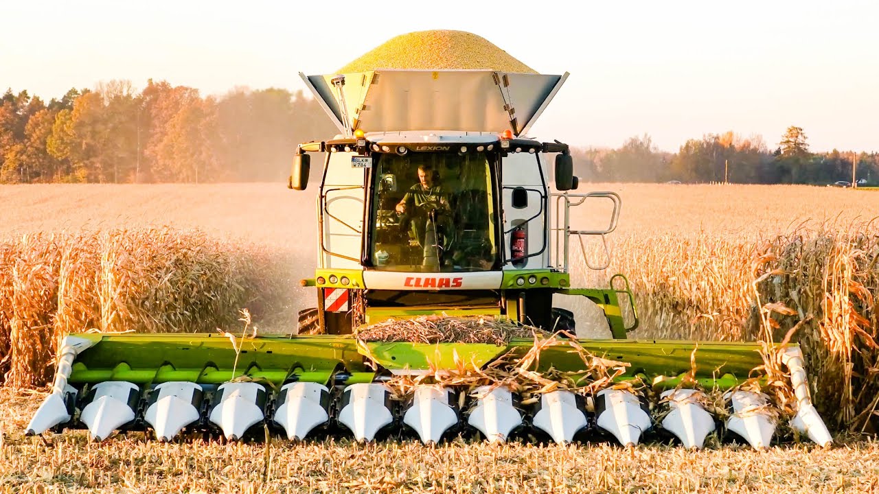 Claas Lexion 780 + 12 Reihen Claas 1275 C Corio  bei der Maisernte 2025