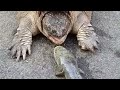10 crowling animals || #animals #crowlinganimals