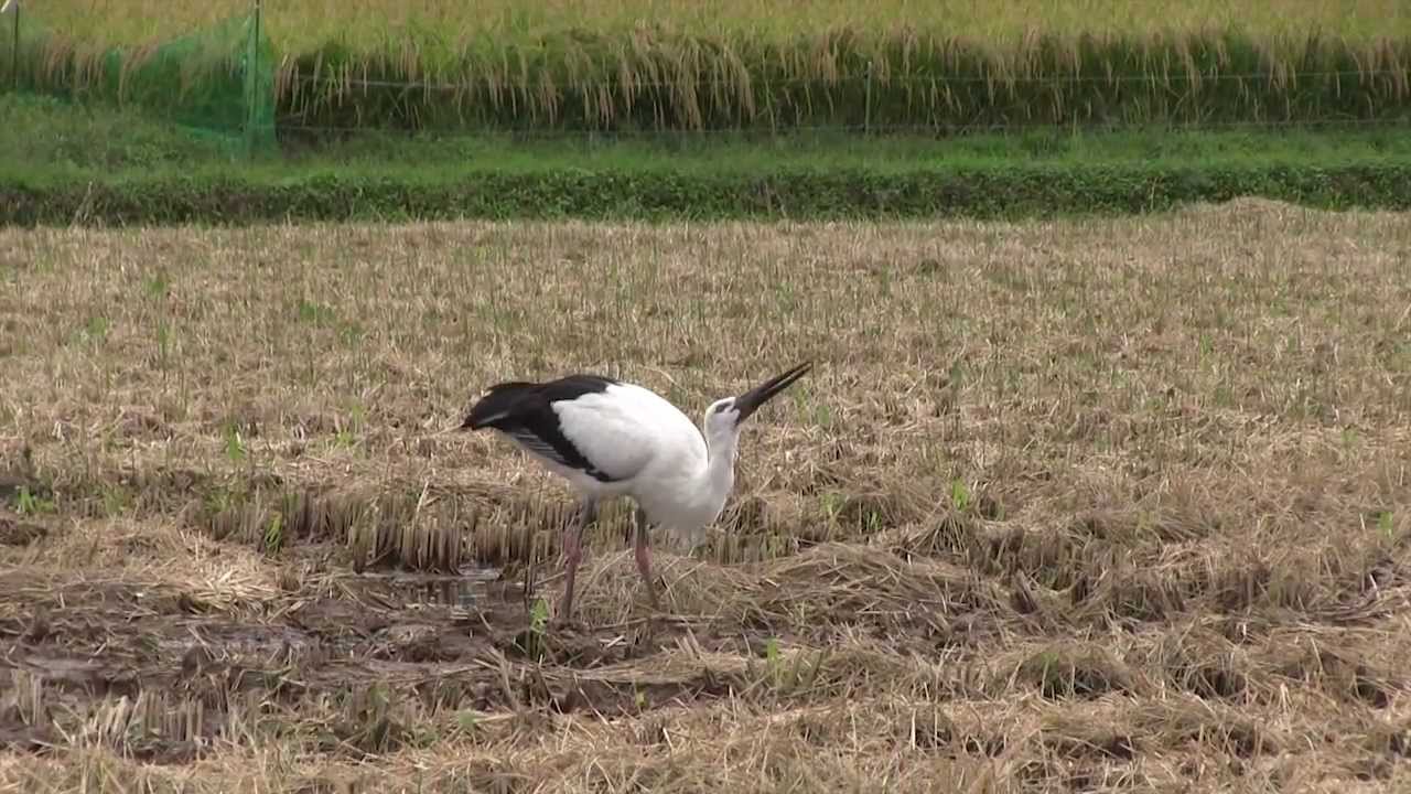 JAL JAPAN PROJECT 兵庫県 コウノトリ - YouTube
