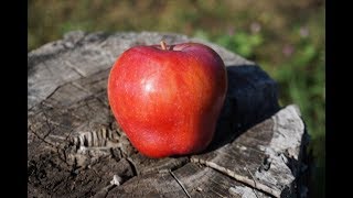 Осенние сорта яблони - красивые, вкусные, зимостойкие
