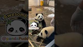 The Jealous Panda