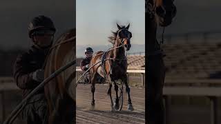 StandardBred Horse