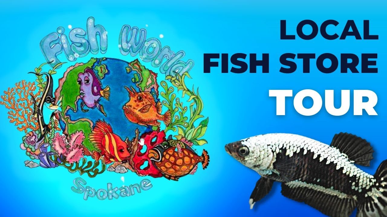 Local Fish Store Tour Fish World YouTube