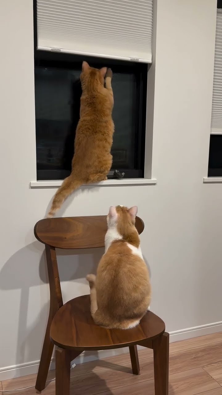 TRÈS DRÔLES 2 CHATON ORANGE ???????