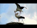 Ooievaar, Ciconia ciconia: balts en paring/White Stork, لقلق الأبيض: courtship and mating.