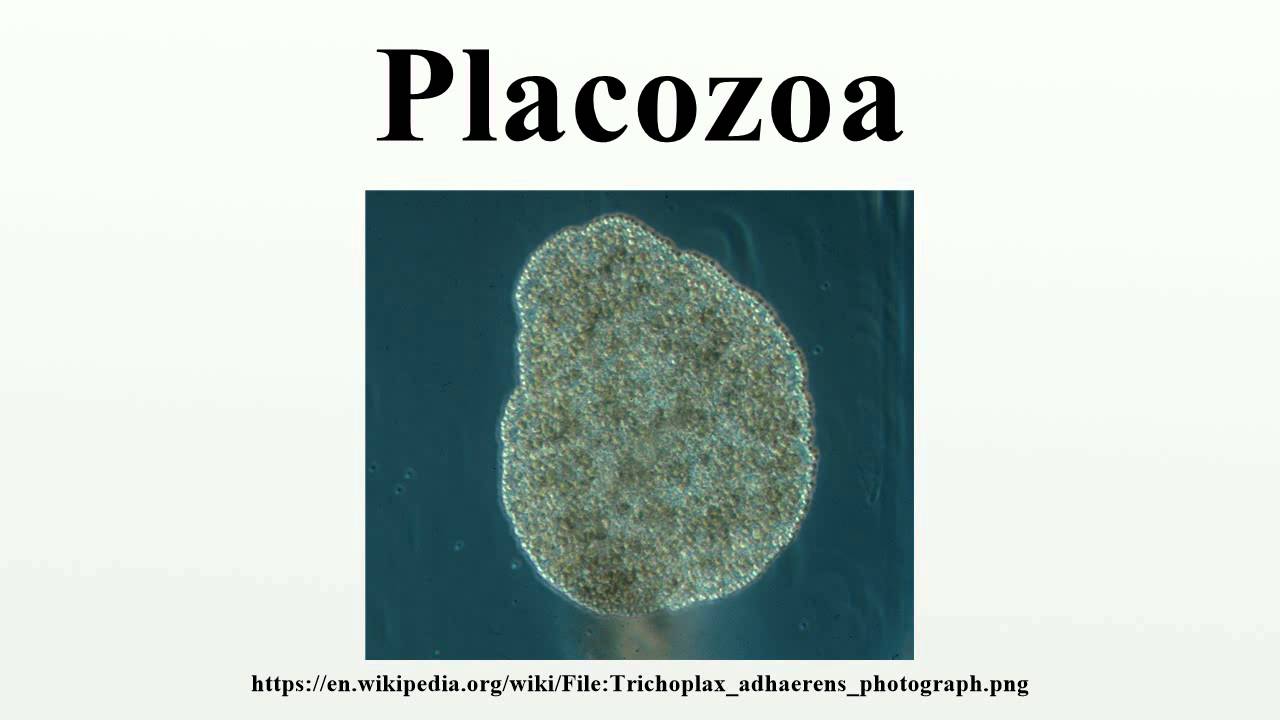 placozoa wikipedia