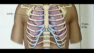 كم عدد عظام القفص الصدري للإنسان