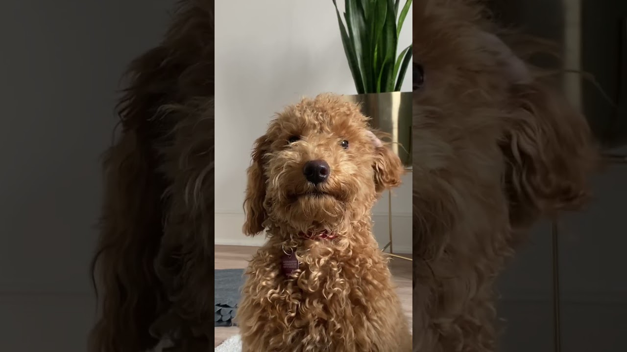 Was glaubt ihr warum ich fiepe?! 😅🙈 