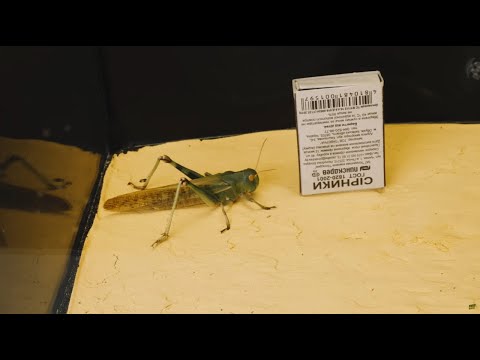 Vídeo: Qui és Una Mantis Religiosa