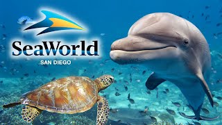 SeaWorld San Diego 2024 Guide - Top Tips, Rides, Shows & Exhibits!