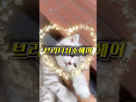 브리티쉬숏헤어 키우고 싶은 사람? 캡션 확인!