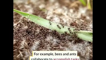 Swarm of Drones | Autonomously Navigate a Forest | Aerial Robots