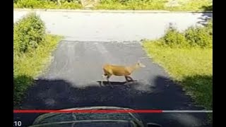 🔴 Young ‎Lonely Deer walking in front of my house. Video for cats and dogs.