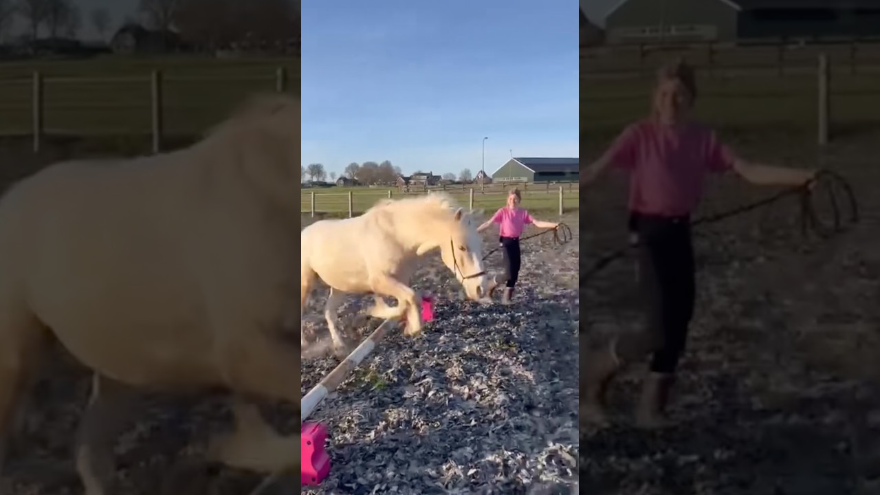 Yumping with Don Diablo #equestrianjourney #horses #paarden