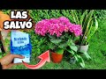 🌱 El BICARBONATO de SODIO SALVÓ todas mis PLANTAS de MORIR! Huerto urbano y jardín