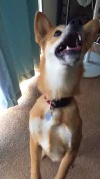 Honi the Shiba - Mom brought out the cat toys!