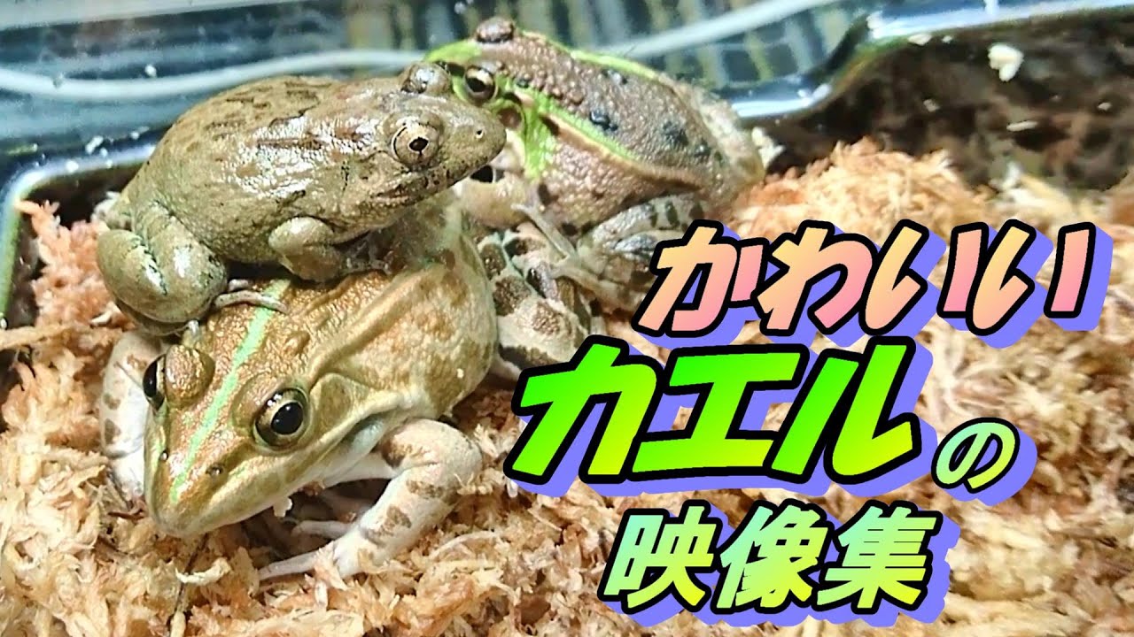 かわいいカエルの映像集 Vol 1 Frogs Video Collection Youtube