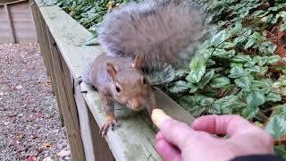 Benji the Squirrel - Peanut Time 11.3.2021 by PrettySlick2 66 views 2 years ago 45 seconds