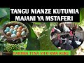 FAIDA 10 ZA MAJANI YA MSTAFERI KWA KUKU Benefits Of Soursop Leaves