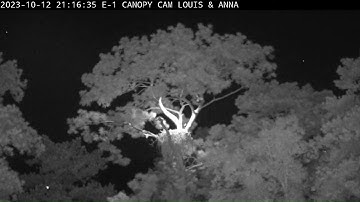 KNF E-1  2023.10.12  Barred Owl vocals (sounding like a monkey)