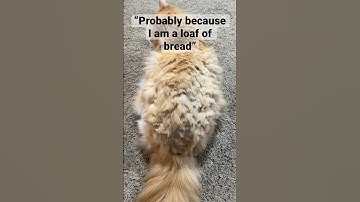 He is a loaf of bread 😂 #cat #funny #catcute #funnycats #funnycatvideos #bread #loaf #catfunny