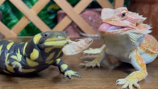 Don't steal 😡（Salamander & lizard & frog & toad）🐸