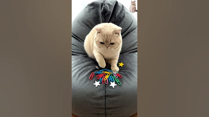 Video 11860971: british shorthair cat, adorable british shorthair, cat cute funny