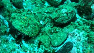 Red Abalone - Reef Check California Indicator Organism