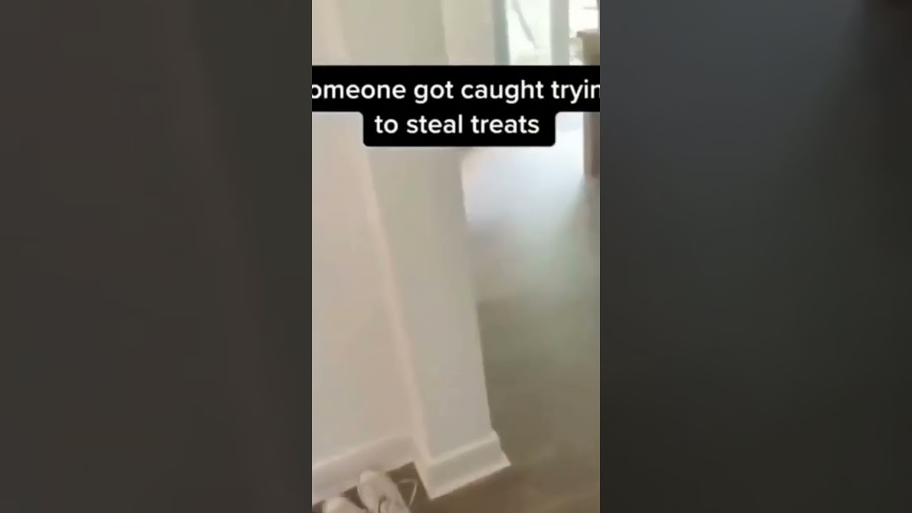 Inexperienced thief  |