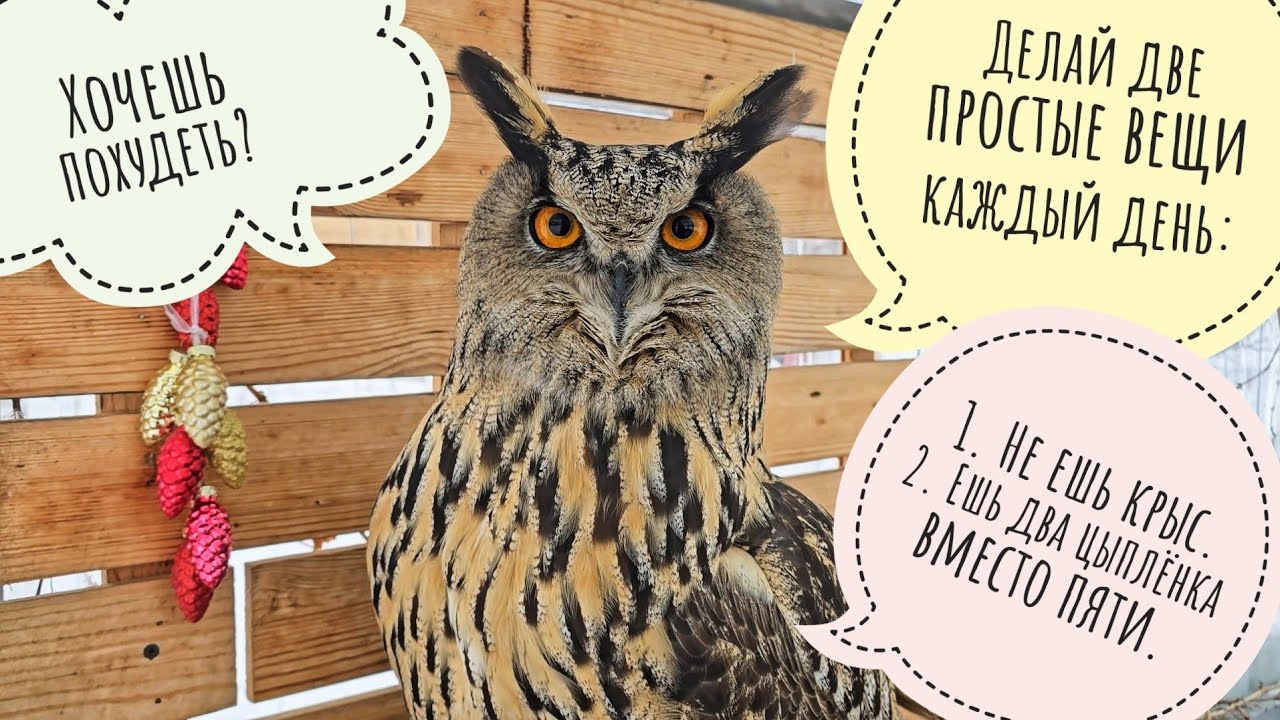 Секреты диеты совы Ёлки. Без забора земля вышла из-под контроля и ширится! Копим гектар!