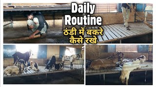 Goat Farm Daily Routine & Thandi me bakre kaise Rakhna Chahiye.