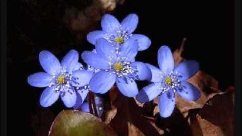 تلاوة راائعة جدا جدا من سورة غافر بصوت سعد الغامدي !!