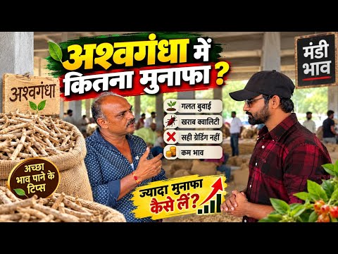 अश्वगंधा की खेती में किसान की पूरी सच्चाई 🌿 | मंडी में कैसे मिलते हैं अच्छे भाव? | ये गलतियां न करें