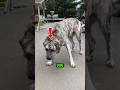 THIS DOG'S BITE IS STRONGER THAN A LION'S AND NOBODY IS TALKING ABOUT IT!#shorts