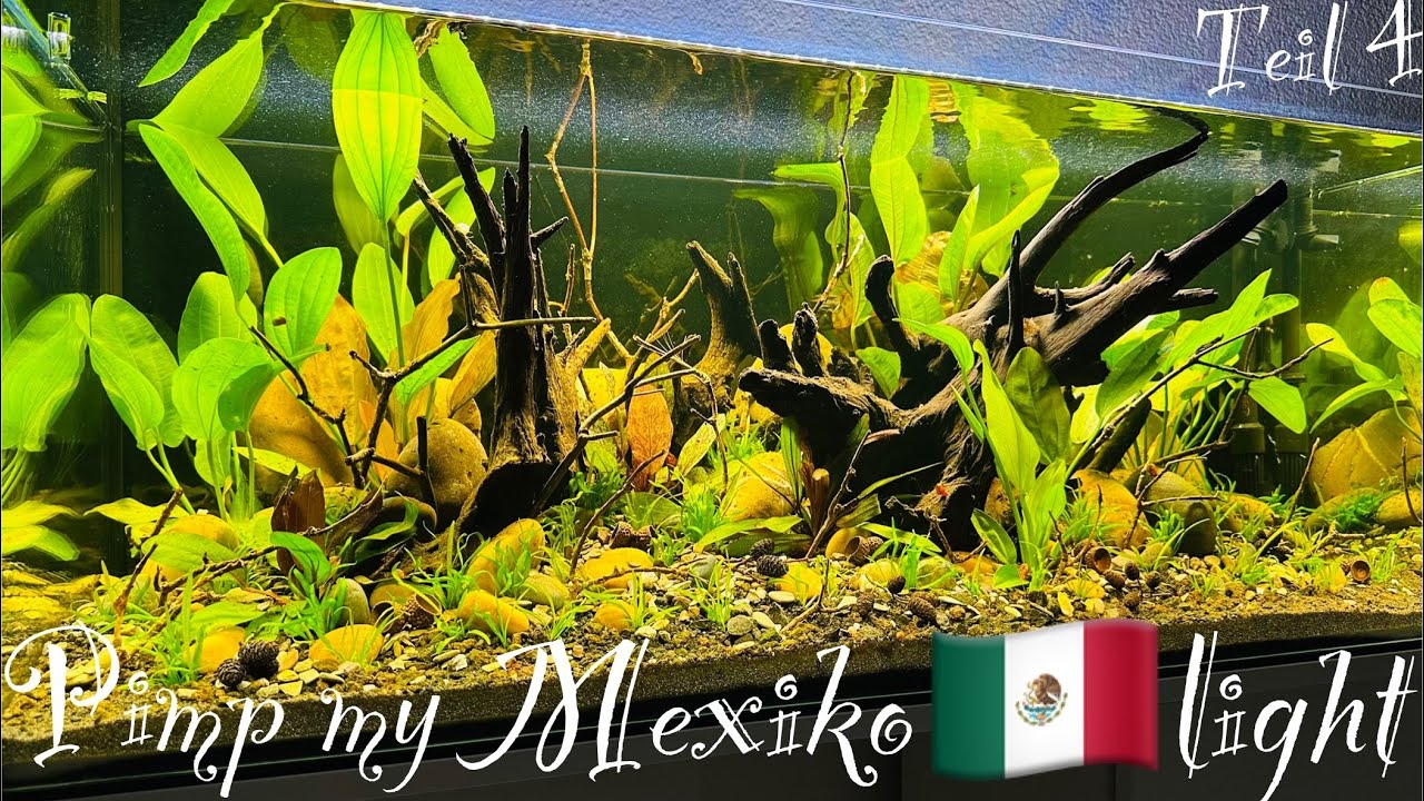 🇲🇽 Mexiko light Aquarium wird schöner #aquarium #aquaristik